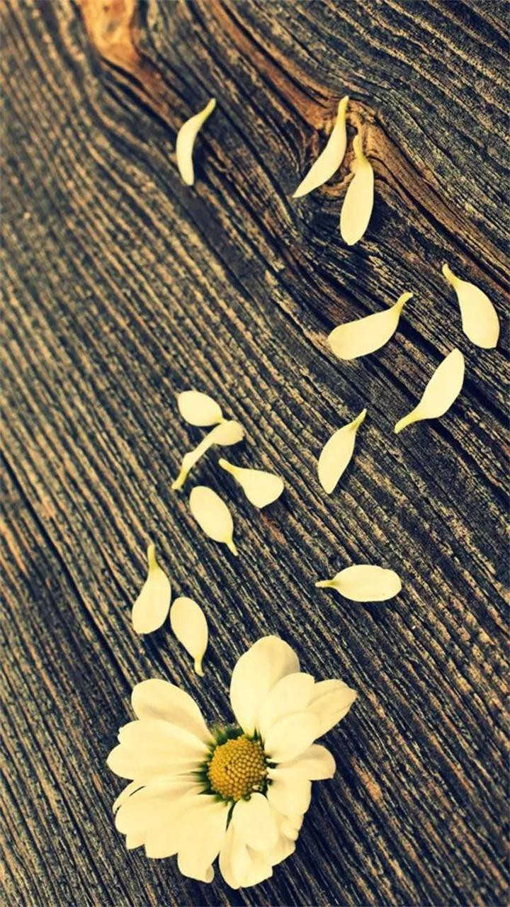 سقف چوبی